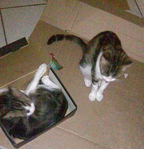 cats in a box