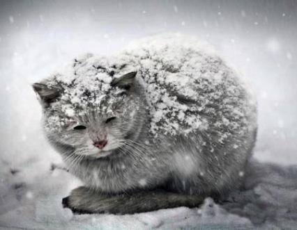 Cold KittyCat,jpg
